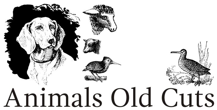 Animals Old Cuts Schriftart
