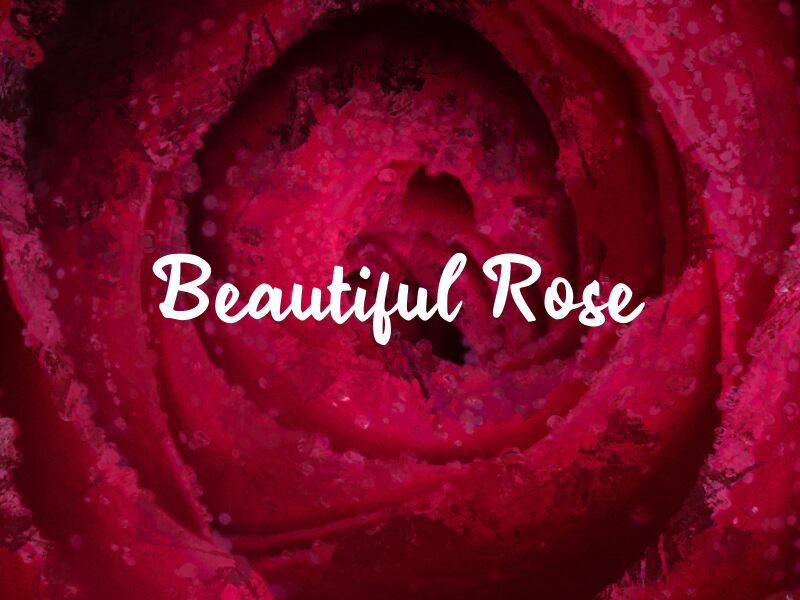 b Beautiful Rose Carattere