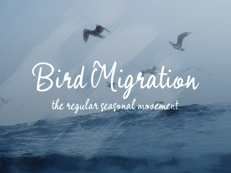 b Bird Migration Carattere