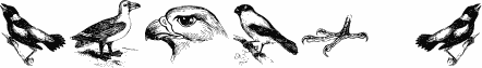 birds a