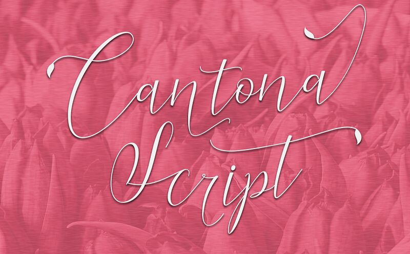 Cantona Script Schriftart