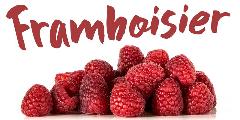 DK Framboisier Schriftart