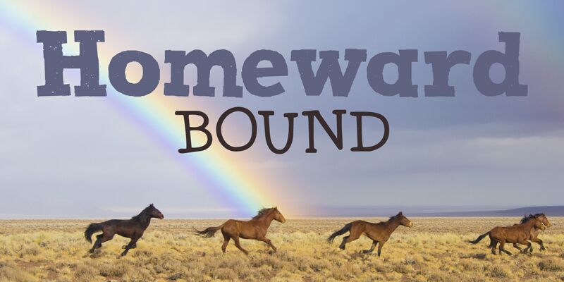 DK Homeward Bound II Schriftart