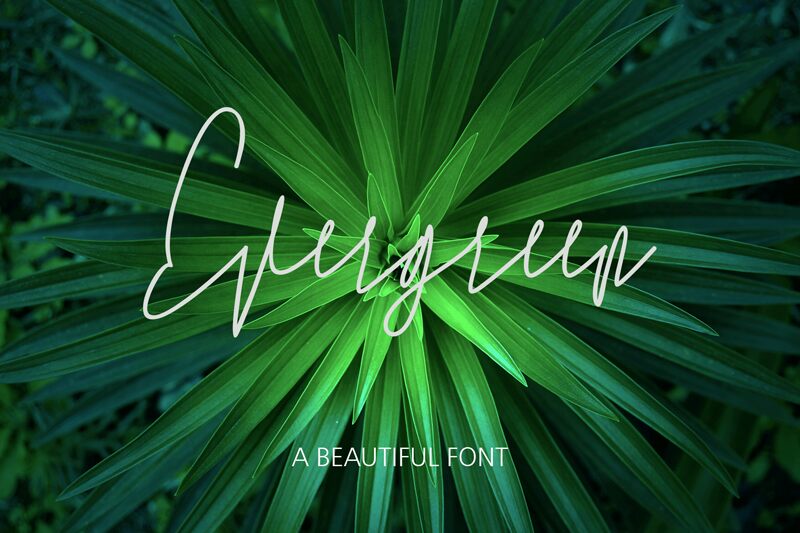 Evergreen Schriftart