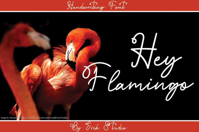 HeyFlamingo Fuente