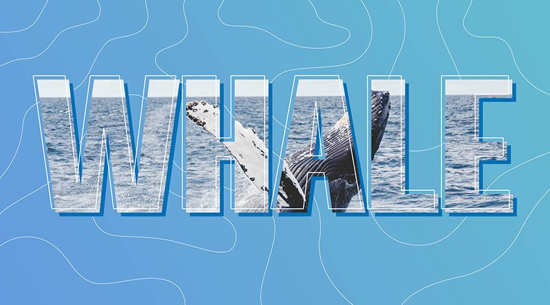 HFWhale Schriftart