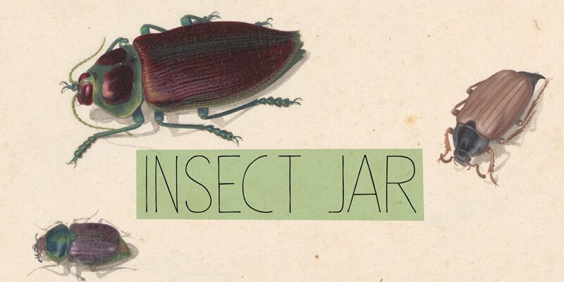 Insect Jar Шрифт