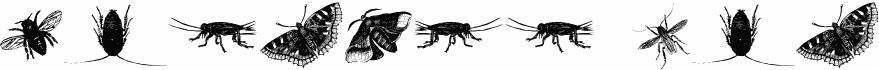 insects one