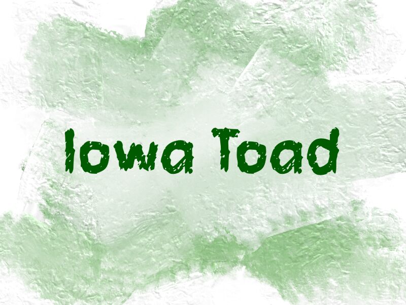i Iowa Toad Шрифт
