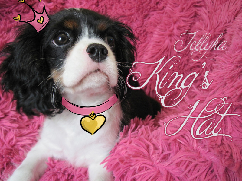 Jellyka King's Hat Carattere