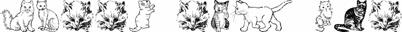 Kitty the Cat