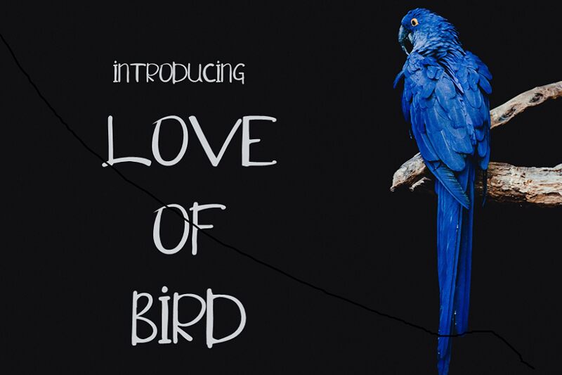 Love of Bird Schriftart