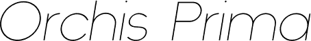 Orchis Prima Light Italic