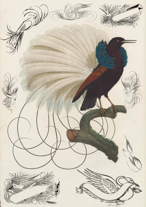 Penmanship Birds Free Carattere