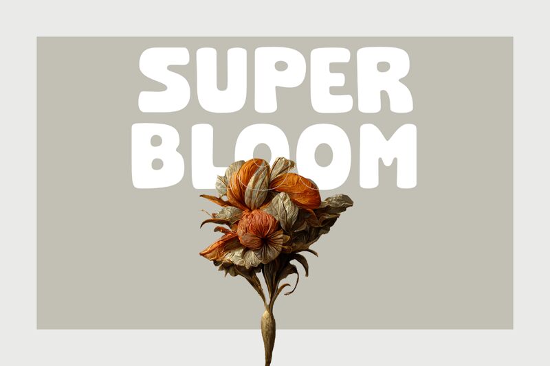 Super Bloom الخط 