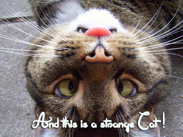 This is not a font Schriftart