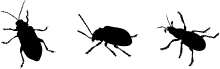 معاينة خط The Beetles