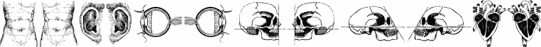 the body, vol. I