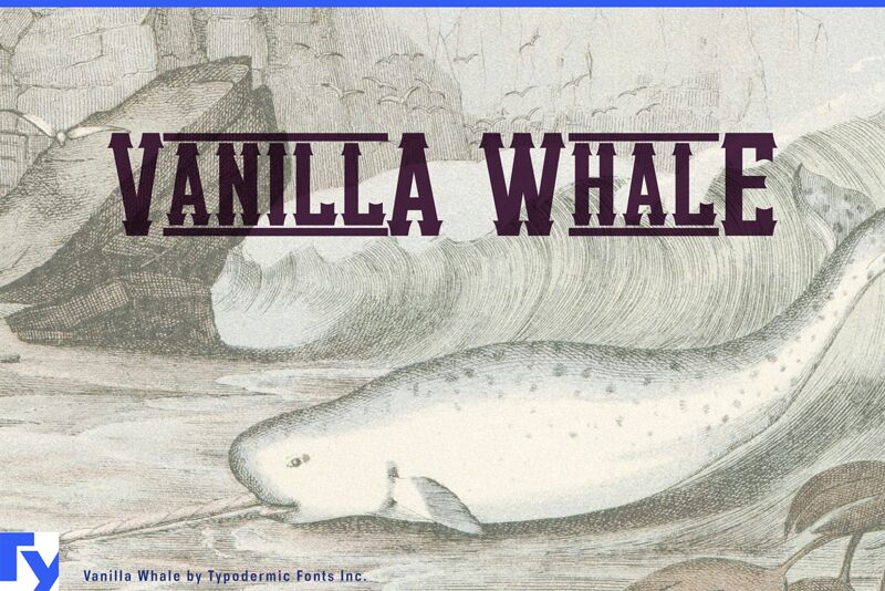 Vanilla Whale Carattere
