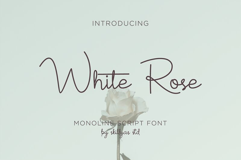 White Rose Czcionka