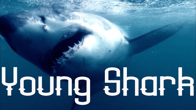 Young Shark Czcionka